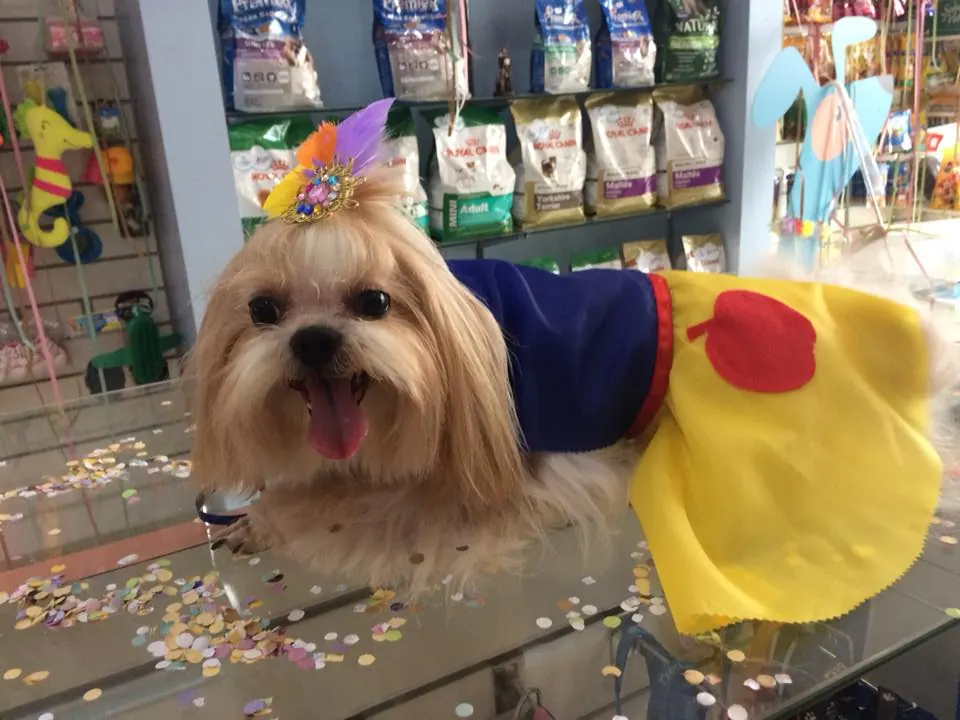 Pet atendido no PetFunny com fantasia temática