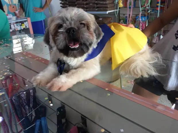 Pet feliz após atendimento no PetFunny