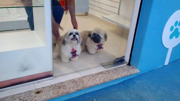 Entrada do PetFunny com pets
