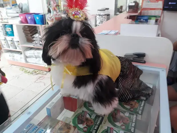 Pet fantasiado no PetFunny