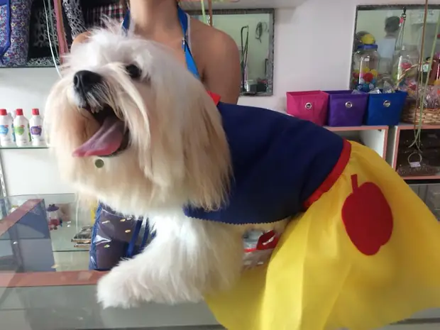 Pet com fantasia após atendimento